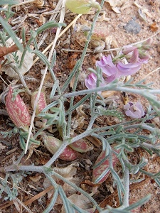 Astragalus ceramicus v. ceramicus